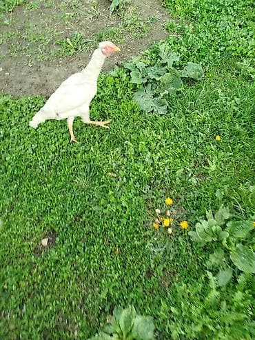 ветеринар вызов дом в бишкеке: Продаю | Куры | На забой — 2