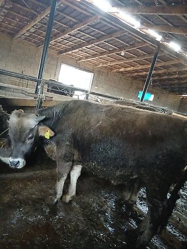 А/ч жаныбарларын сатып алам: Сатам | Бука (эркек) | Бордоп семиртүү үчүн | Байланган — 2