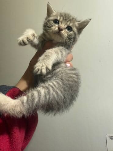 шотландская золотая шиншилла цена: Скотиш Страйт (Шотландская прямоухая), 1 месяц, Девочка, Серый, Приучена к лотку, Проглистована — 1