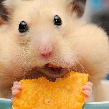 белые крысы: Сирийский хомяк! — 2