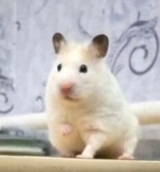 хомяк сирийский: ПРОДАЮ СИРИЙСКИХ ХОМЯЧКОВ,А ТАК ЖЕ КЛЕТКИ,КОРМ,ОПИЛКИ,ПРОГУЛОЧНЫЕ — 27