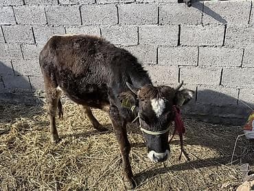 бирки для баран: Продаю | Музоо, торпок | На откорм — 2