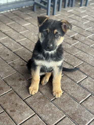 🐾 Щенки немецкой овчарки — 2 месяца 🐾 Предлагаются к продаже