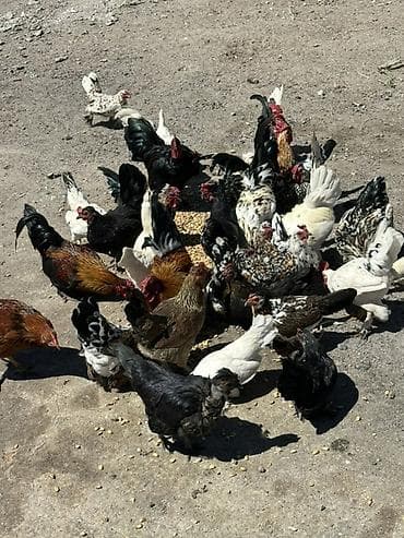 cat chow: Продаю | Куры | Домашняя | Для разведения — 7