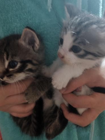 отдам кота даром: Котята, 2 малыша из одного помёта: - Окрас: один тигровый табби с — 9