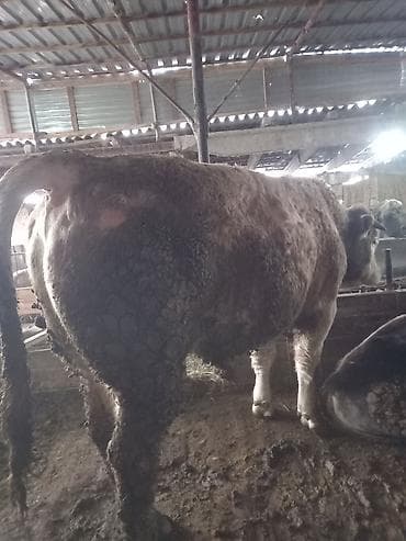 Ветеринар кызматы: Сатам | Бука (эркек) | Симментал | Бордоп семиртүү үчүн, Союуга, Көбөйтүү үчүн — 4