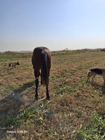 отдам котенка в добрые руки: Сатам | Бээ (ургаачы) | Көбөйтүү үчүн | Асыл тукумдуу — 7