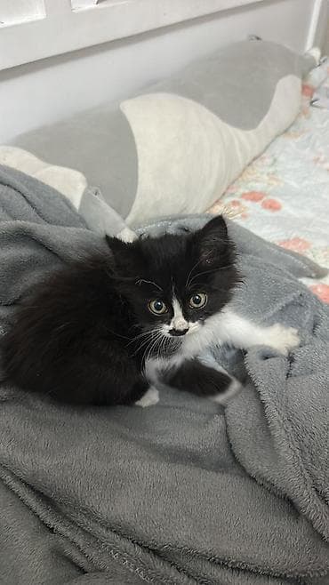 Мышык бекер берем: Мышык бекер берилет: Породасыз, 2 айлык, Ургаачы, Лотокко барууга үйрөтүлгөн — 2