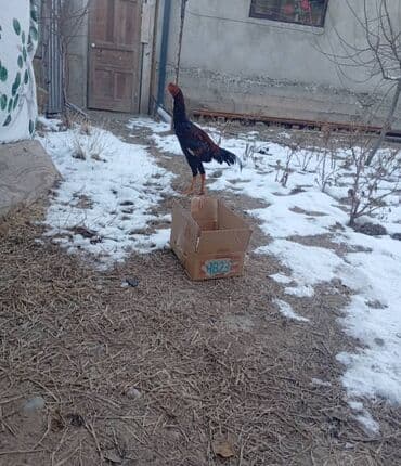 Ветеринар кызматы: Сатам | Короздор | Үй | Көбөйтүү үчүн — 7