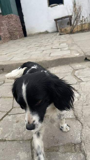 Услуги ветеринара: Собака русский охотничий спаниель, мелкая/средняя, черно-белого окраса — 2