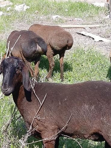 куплю мясо кролика: Продаю | Овца (самка) | Арашан | Для разведения | Котные — 1