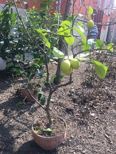 malina.kg продажа малины оптом в бишкеке новопокровка фото: Продается лимонное дерево с плодами и без, многолетние и молодые — 12