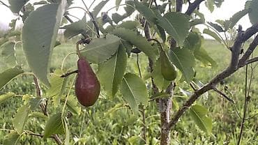 Шашылыш: Ыссык Көлдө Барскоон айылына караштуу жер сатылат, айанты