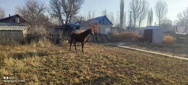 котята в добрые руки: Продаю | Жеребец — 2