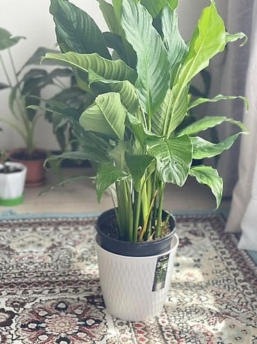 спатифиллюм: Спатифиллум Гигант Spathiphyllum), крупный куст - Листья крупные — 3