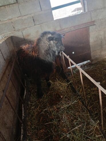 Собаки: Продаю | Баран (самец) | Для разведения | Племенные — 1