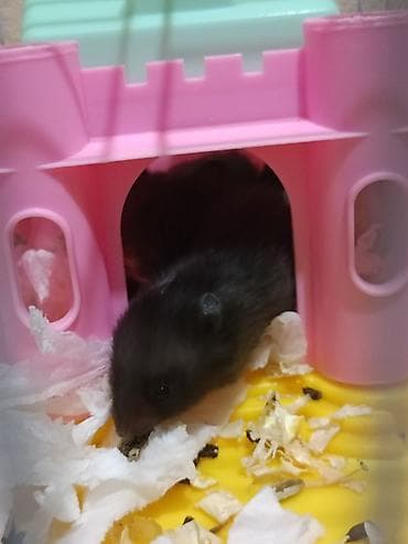 Үй жаныбарлары: Отдам хомячиху и четырех малышей в добрые руки порода сирийская — 3