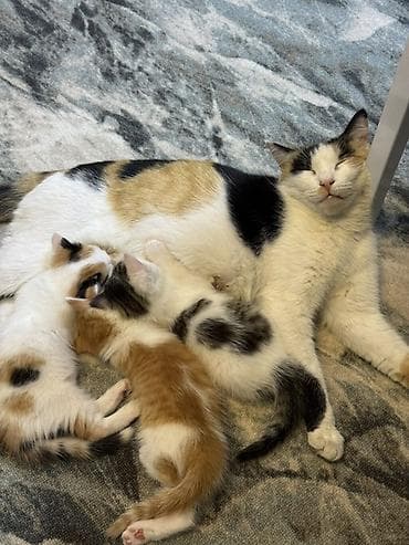 котят бесплатно: Ищем дом котяткам🥰 Возраст 1,5 месяца (3 июля родились) К лотку — 6
