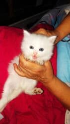 щенки стаффордширского терьера: Скотиш Фолд (Шотландская вислоухая), 2 месяца, Девочка, Белый, Приучена к лотку — 2