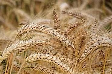 Животные: Продам ячмень арпа сорт шестирядный! — 1