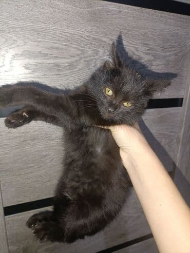 Трансформатор майы: Черные котята отдаем спасённых котят в хорошие руки. Один котенок — 2