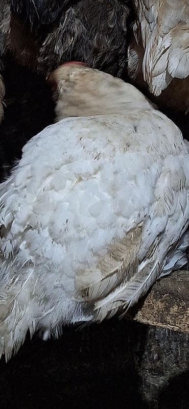 раков: Продаю | Куры | Несушки — 3