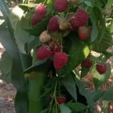 эспарцет урук бишкек цена: Малина көчөт сатылат күзгө 2025 жылга көчөткө 3чү жыл адаптация — 2