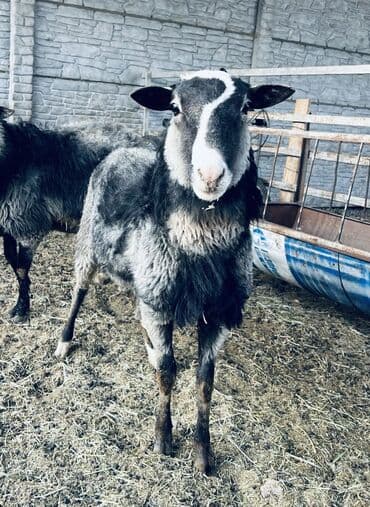 Грызуны: Продаю | Овца (самка), Ягненок, Баран (самец) | Гиссарская, Арашан, Романовская | На забой, Для разведения, Для шерсти | Племенные, Котные, Осеменитель — 2