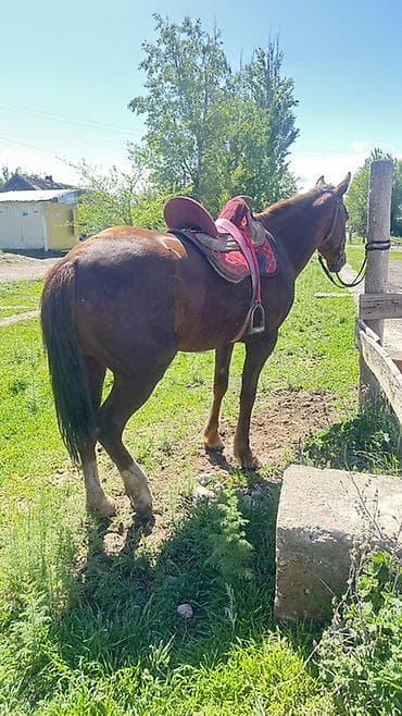 индюк самец: Продаю | Конь (самец) | Полукровка | Рабочий — 3