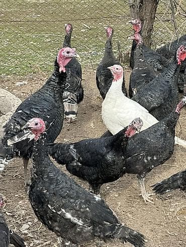 кыргыз довот ит: Сатам | Ургаачы күрп (ургаачы), Эркек күрп | Көбөйтүү үчүн | Асыл тукумдуу — 3