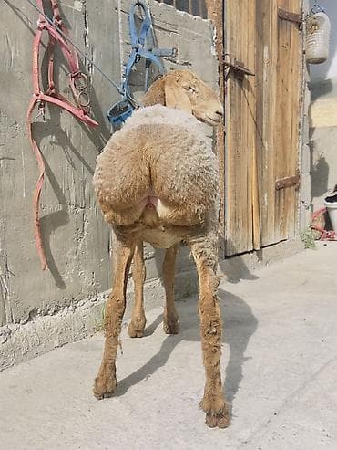 овес купить: Продаю | Ягненок | Полукровка, Арашан | Для разведения | Ярка — 2