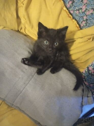 наполнители для кошек: Всем доброго времени суток 🤗 отдаю кошечку в добрые заботливые руки — 1