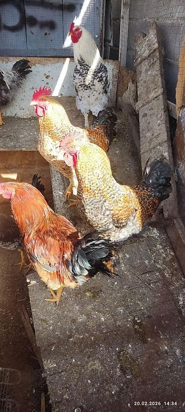 петухи леггорн: Продаю | Петух | Для разведения — 3