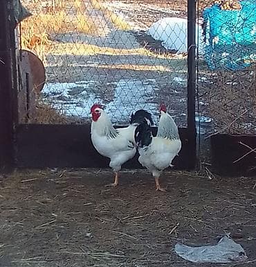 бычки 8 9 месяц: Продаю | Петух | Для разведения — 6