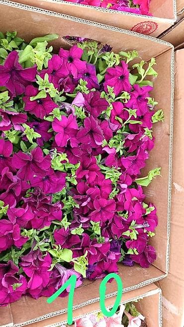 купить цветы петунии: Рассада цветочных однолетников для клумб и балконных ящиков. В — 6