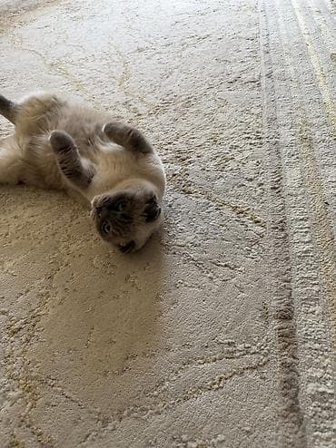 Мышыктар сатылат: Шотландский вислоухий кот (Scottish Fold), окрас поинт с серо-голубыми — 4