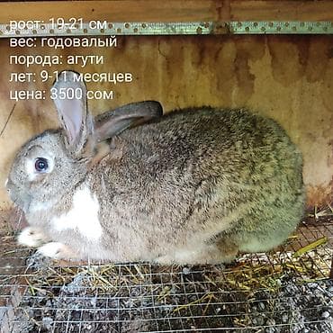 собака самец: Продаю | Кролик самец | Серый великан | Для разведения — 1
