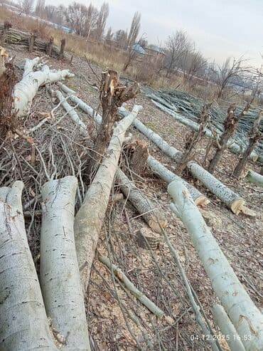 купить мебель в бишкеке: Дрова/лесоматериал — свежеспиленные стволы и ветки тополя Описание: - — 6