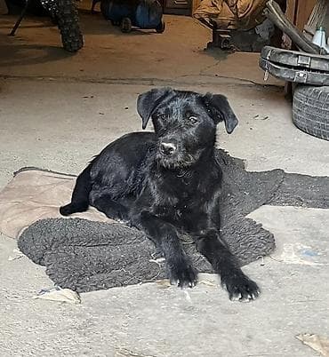 Ит бекер берилет: Жөнөкөй ит, 6 айлык, Ургаачы, Эмделген — 3