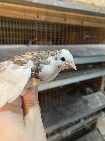 цыплята перепелов купить: Китайские расписные перепелки - Породы/окрасы: смешанные – тёмные — 6