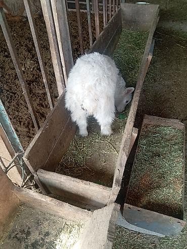 пл: Продаю | Козлёнок | Для молока | Племенные — 1