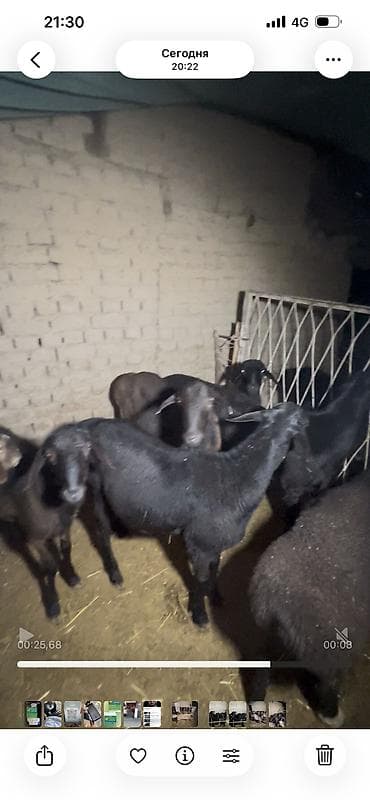кой сойушка: Асалому алейкум жамат козу кочкорлор саатылат 2 тиш бары 3 шырбас бар — 5