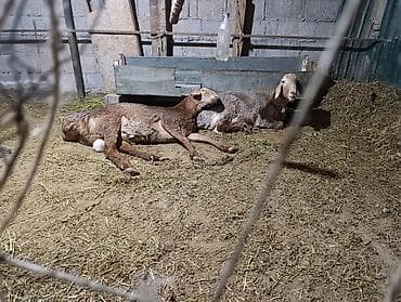 кошка вислоухая: Продаю | Баран (самец) | Арашан | Для разведения | Ярка — 4