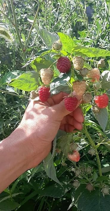 Малина кочоттор сатылат сорт Геракл долгоиграющий тушуму аябай жакшы at lalafo.kg Малина кочоттор сатылат сорт Геракл долгоиграющий тушуму аябай жакшы