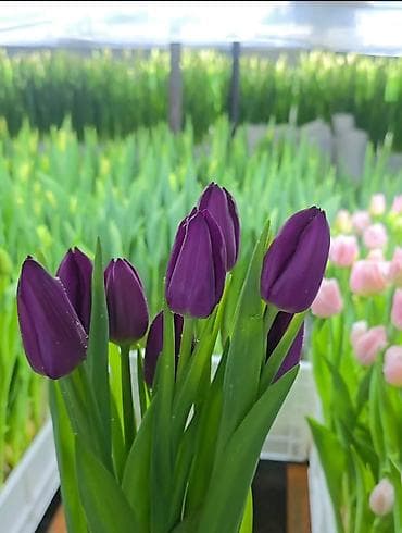 оптовые цены на продукты бишкек: Тюльпаны оптом, отправка в регионы для уточнения пишите на вотсап — 2