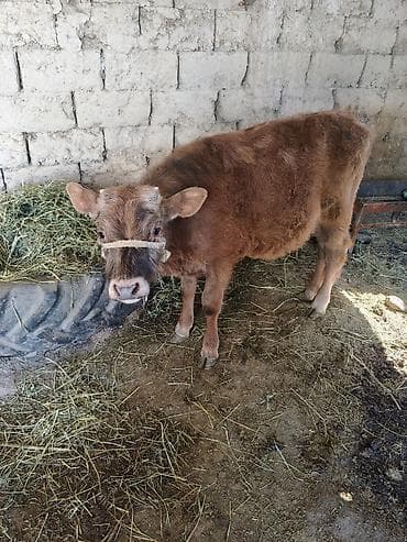 Айыл-чарба жаныбарлары: Сатам | Бука (эркек) — 2