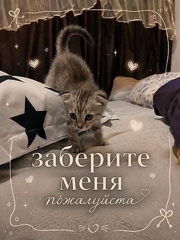 Кошка даром: Беспородная, 2 месяца, Девочка, Приучена к лотку
