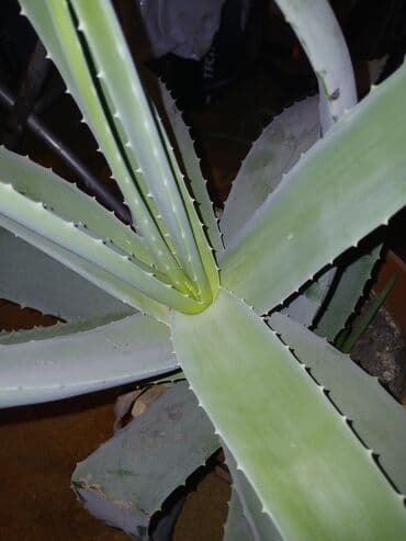туруп овощ: Алое вера — 3