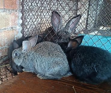 клетка для крысы: Продаю | Крольчата | Серый великан — 3
