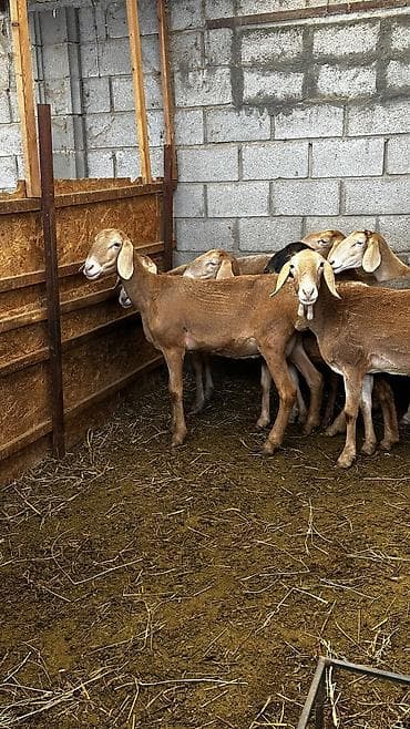 кормушки для животных: Продаю | Овца (самка) | Арашан | Для разведения | Племенные, Матка, Ярка — 3